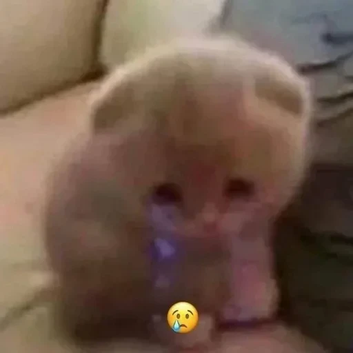 😢 Стикер «shnikss» для Telegram