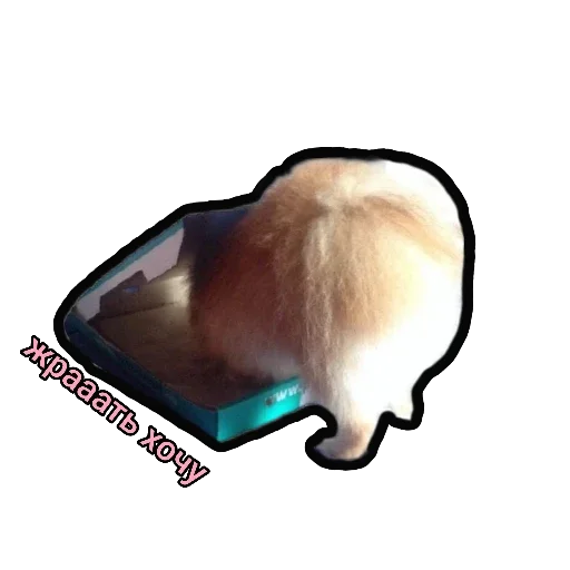 🤤 Стикер «Шпиц Енот» для Telegram