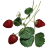 🍓 Эмодзи «Shroomsnfrens» для Telegram
