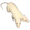 🐁 Эмодзи «Shroomsnfrens» для Telegram