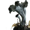 🍄 Эмодзи «Shroomsnfrens» для Telegram