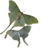 🦋 Эмодзи «Shroomsnfrens» для Telegram
