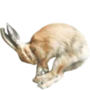 🐇 Эмодзи «Shroomsnfrens» для Telegram