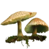 🍄 Эмодзи «Shroomsnfrens» для Telegram