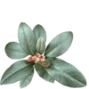 🌿 Эмодзи «Shroomsnfrens» для Telegram