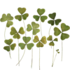 🌿 Эмодзи «Shroomsnfrens» для Telegram