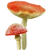 🍄 Эмодзи «Shroomsnfrens» для Telegram