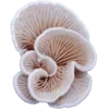 🍄 Эмодзи «Shroomsnfrens» для Telegram