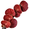 🍄 Эмодзи «Shroomsnfrens» для Telegram