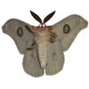 🦋 Эмодзи «Shroomsnfrens» для Telegram