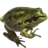 🐸 Эмодзи «Shroomsnfrens» для Telegram