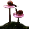 🍄 Эмодзи «Shroomsnfrens» для Telegram
