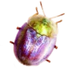 🪲 Эмодзи «Shroomsnfrens» для Telegram