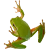 🐸 Эмодзи «Shroomsnfrens» для Telegram