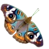 🦋 Эмодзи «Shroomsnfrens» для Telegram