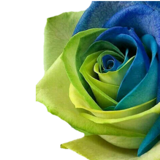 🌷 Стикер «فواصل ويزيدنا القرآن خشوعا2» для Telegram