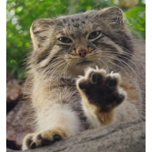 🐱 Стикер «Стікер пак Штабу Візира» для Telegram