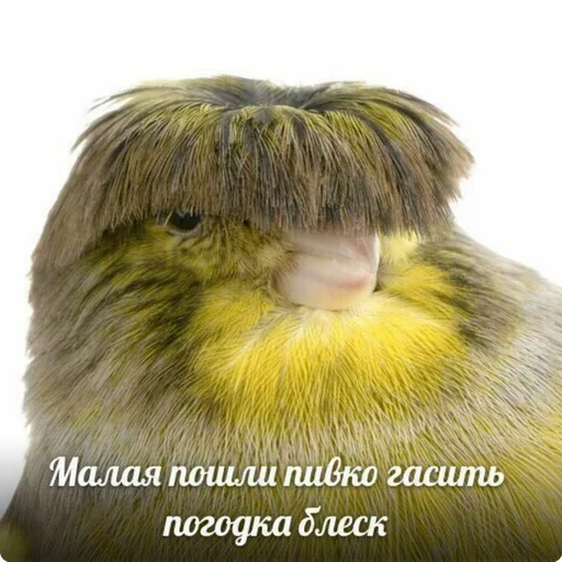 🤯 Стикер «Шучу как хочу» для Telegram