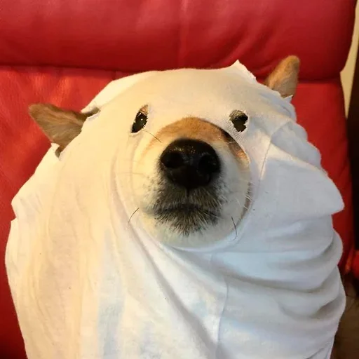 🐶 Стикер «Shiba inu» для Telegram