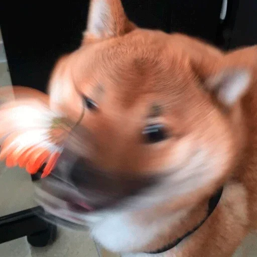 🐶 Стикер «Shiba inu» для Telegram