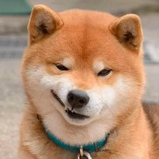 🐶 Стикер «Shiba inu» для Telegram