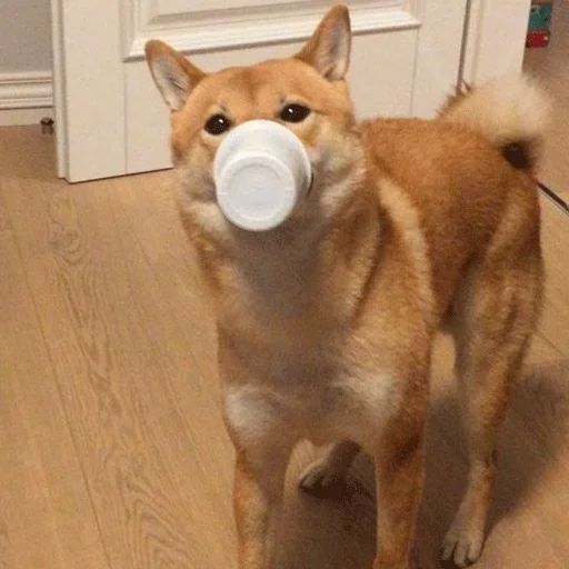 🐶 Стикер «Shiba inu» для Telegram