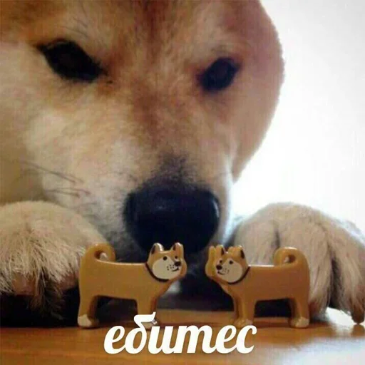 🐶 Стикер «Shiba inu» для Telegram