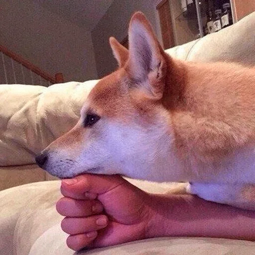 🐶 Стикер «Shiba inu» для Telegram
