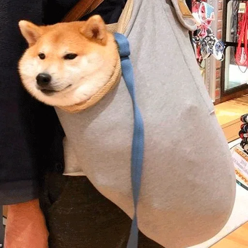 🐶 Стикер «Shiba inu» для Telegram
