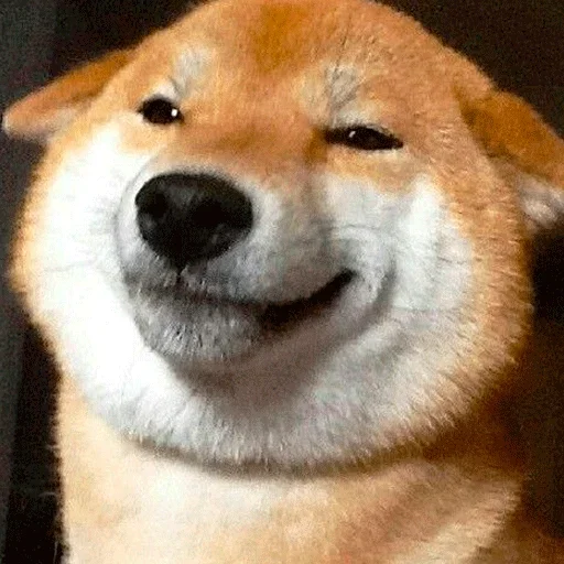 🐶 Стикер «Shiba inu» для Telegram