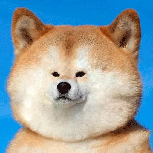 🐶 Стикер «Shiba inu» для Telegram