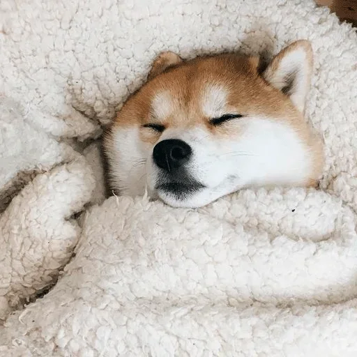🐶 Стикер «Shiba inu» для Telegram