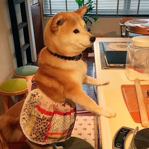 🐶 Стикер «Shiba inu» для Telegram