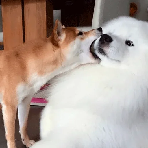 🐶 Стикер «Shiba inu» для Telegram