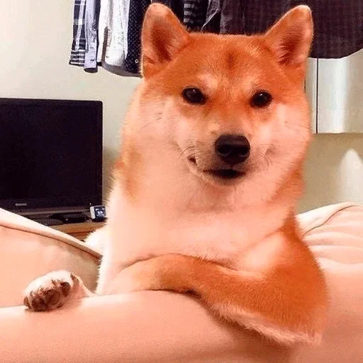 🐶 Стикер «Shiba inu» для Telegram