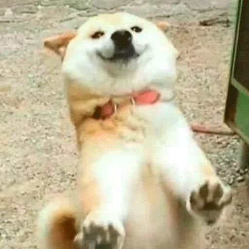 🐶 Стикер «Shiba inu» для Telegram