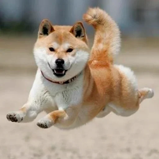 🐶 Стикер «Shiba inu» для Telegram