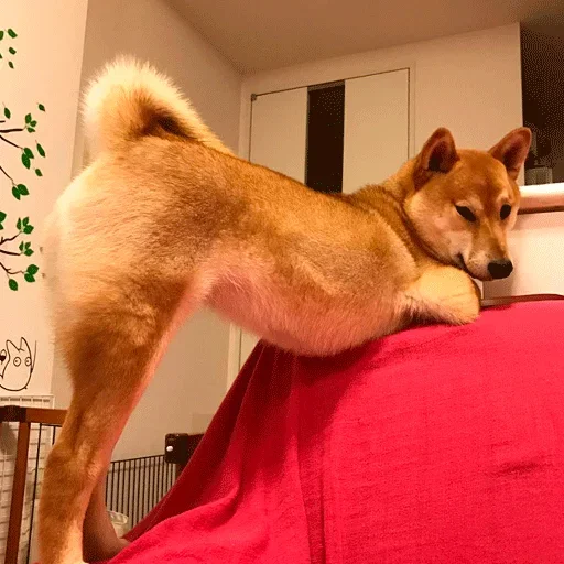 🐶 Стикер «Shiba inu» для Telegram