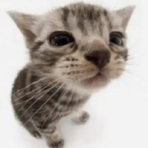 silly kitty