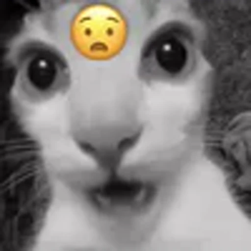 😧 Эмодзи «silly cats» для Telegram