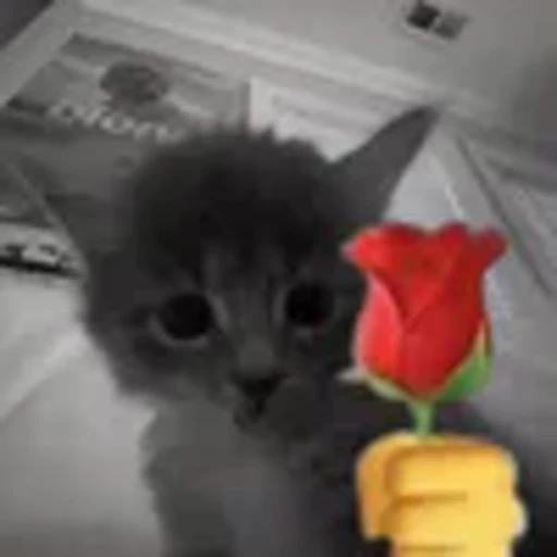🌹 Эмодзи «silly cats» для Telegram