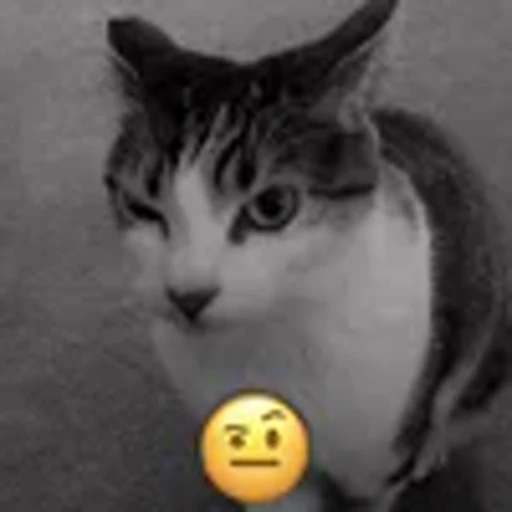 🤨 Эмодзи «silly cats» для Telegram