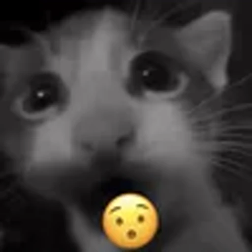 😯 Эмодзи «silly cats» для Telegram