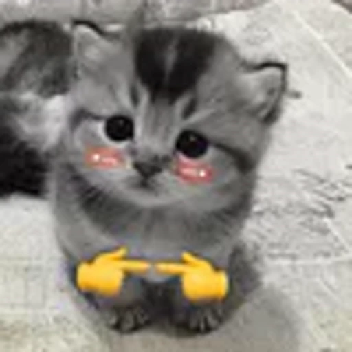 🥰 Эмодзи «silly cats» для Telegram