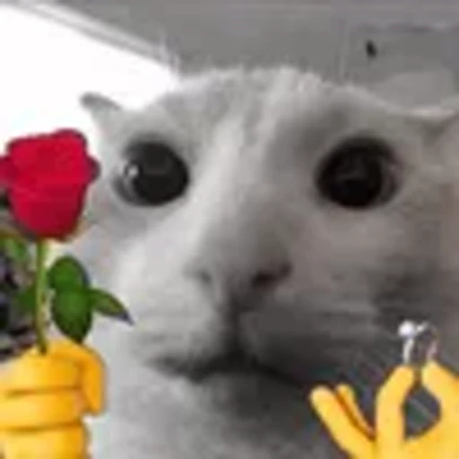 Стикерпак silly cats для Telegram