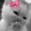 🥰 Эмодзи «Silly Cats» для Telegram