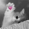 💋 Эмодзи «Silly Cats» для Telegram