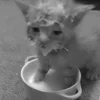 😞 Эмодзи «Silly Cats» для Telegram