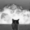 🤯 Эмодзи «Silly Cats» для Telegram