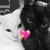 💋 Эмодзи «Silly Cats» для Telegram